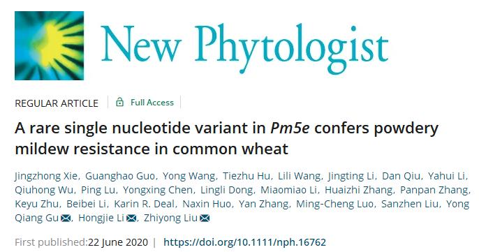重磅袭来|刘志勇团队与李洪杰团队合作连续克隆两个小麦抗*粉白**病基因