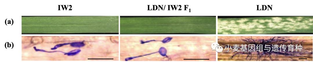 重磅袭来|刘志勇团队与李洪杰团队合作连续克隆两个小麦抗*粉白**病基因