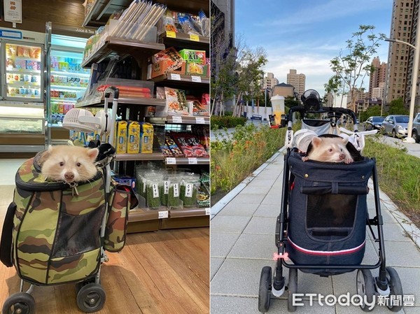 养浣熊的经历,家养浣熊日常怎么养活