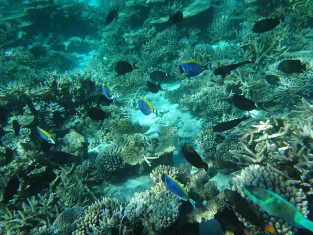 蓝睛生活圈|联手国旅做代购,您值得信赖