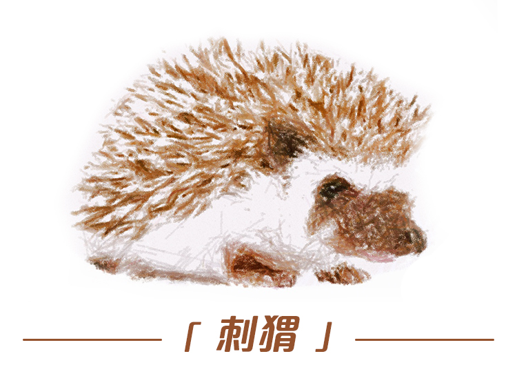 云南野生动物最新政策规定,云南野生动物保护最新情况