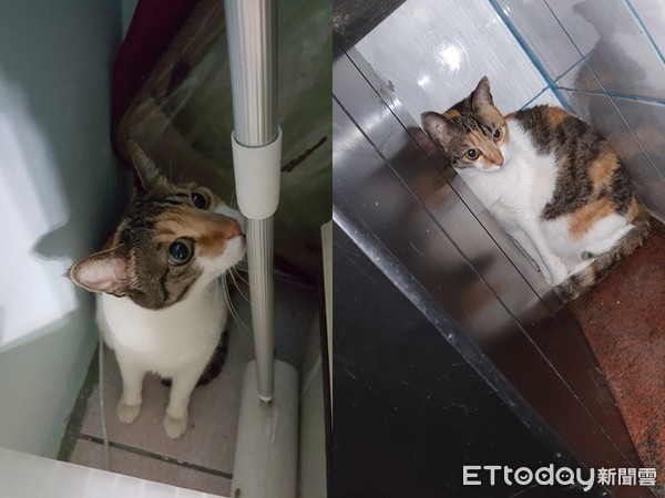 不爱撒娇就不服软,三花撒娇卖萌