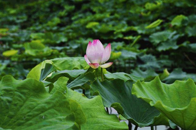 石川河最美风景,石川十美美景图片