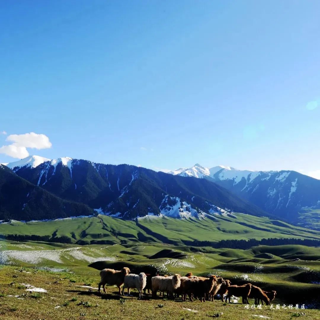 新疆伊犁昭苏油菜花几月开,大美新疆昭苏特克斯油菜花