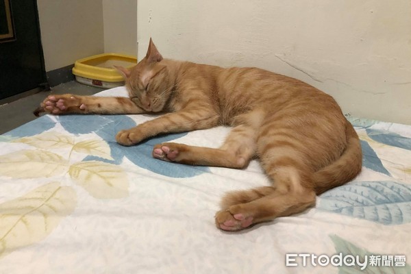 袋鼠被猫咪打了原因竟然这么简单,被猫抓了打疫苗痛苦场面