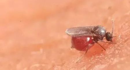 @海南人，看到这种黑色小虫躲远点…