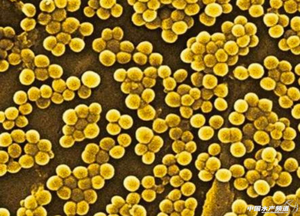鱼病知识——金黄色葡萄球菌