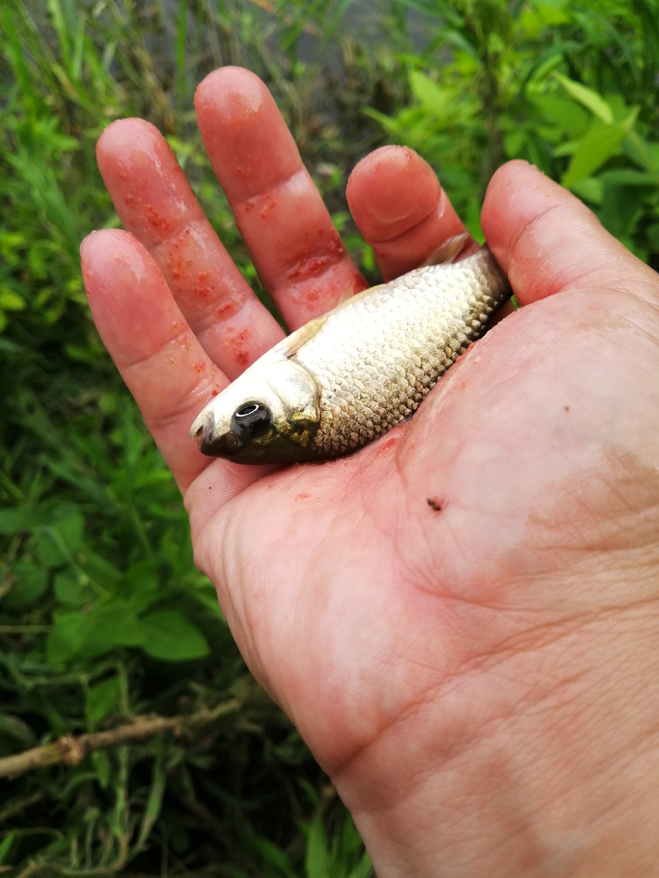 小鱼闹窝怎么赶走,小鱼小虾闹窝怎么办