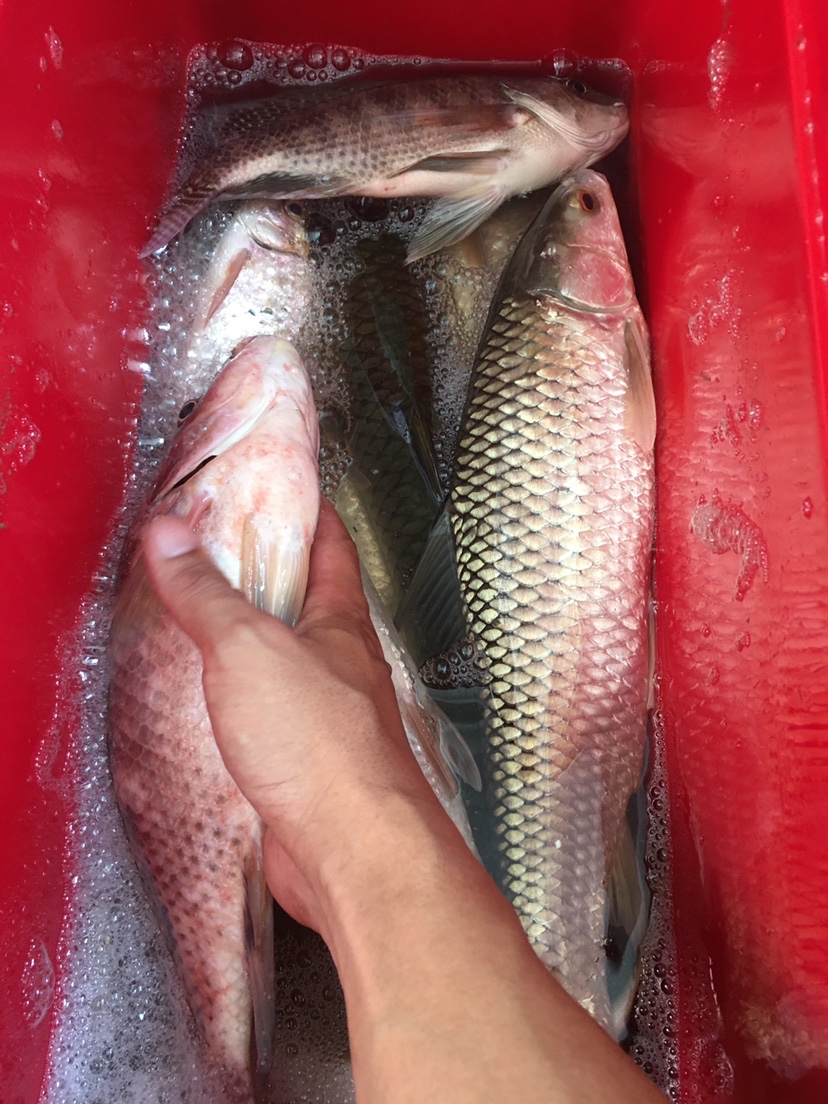 水迳水库孤独的守夜人，一非一草终还梦