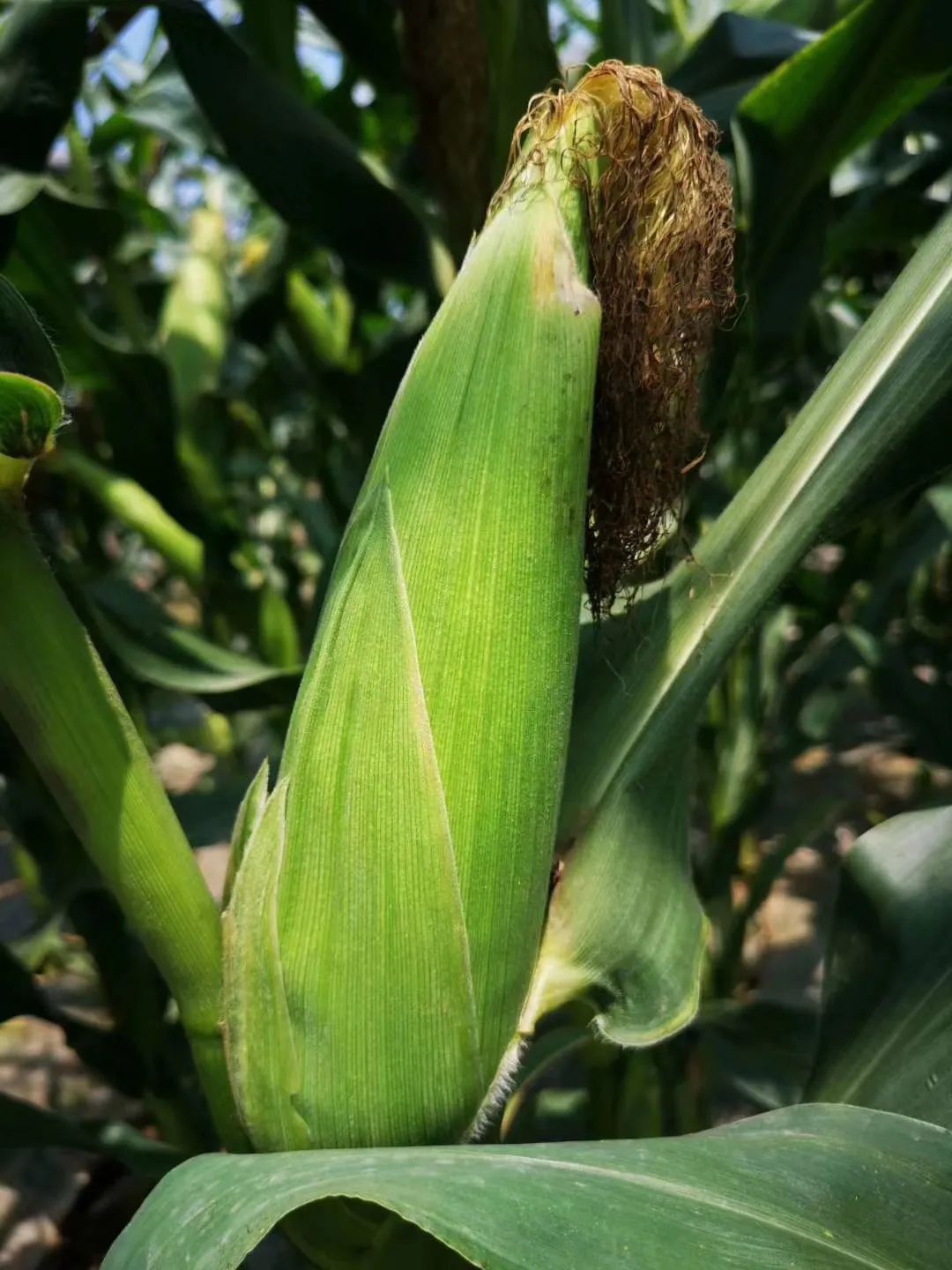 农产品直通车推广,农产品线上线下产销对接活动