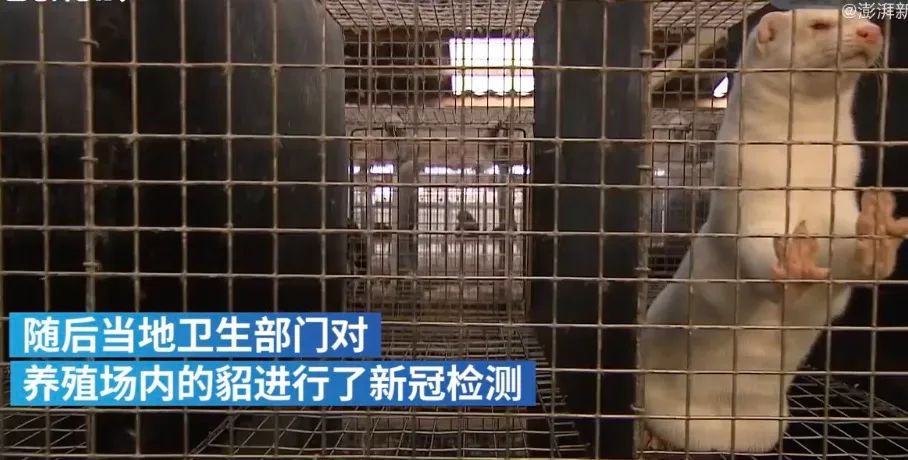 感染新冠狗被扑杀,感染新冠宠物扑杀