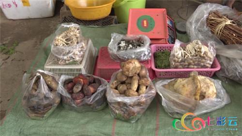 云南楚雄野生菌中毒,楚雄州野生菌中毒