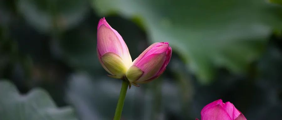 荷花的成语和古诗,关于荷花的成语和诗句有哪些