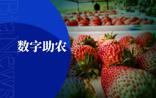 人工智能和顶尖农人比赛种草莓,智能化草莓种植技术