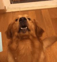 狗狗过敏会出现什么症状吃什么药,狗狗皮肤过敏的症状和治疗方法