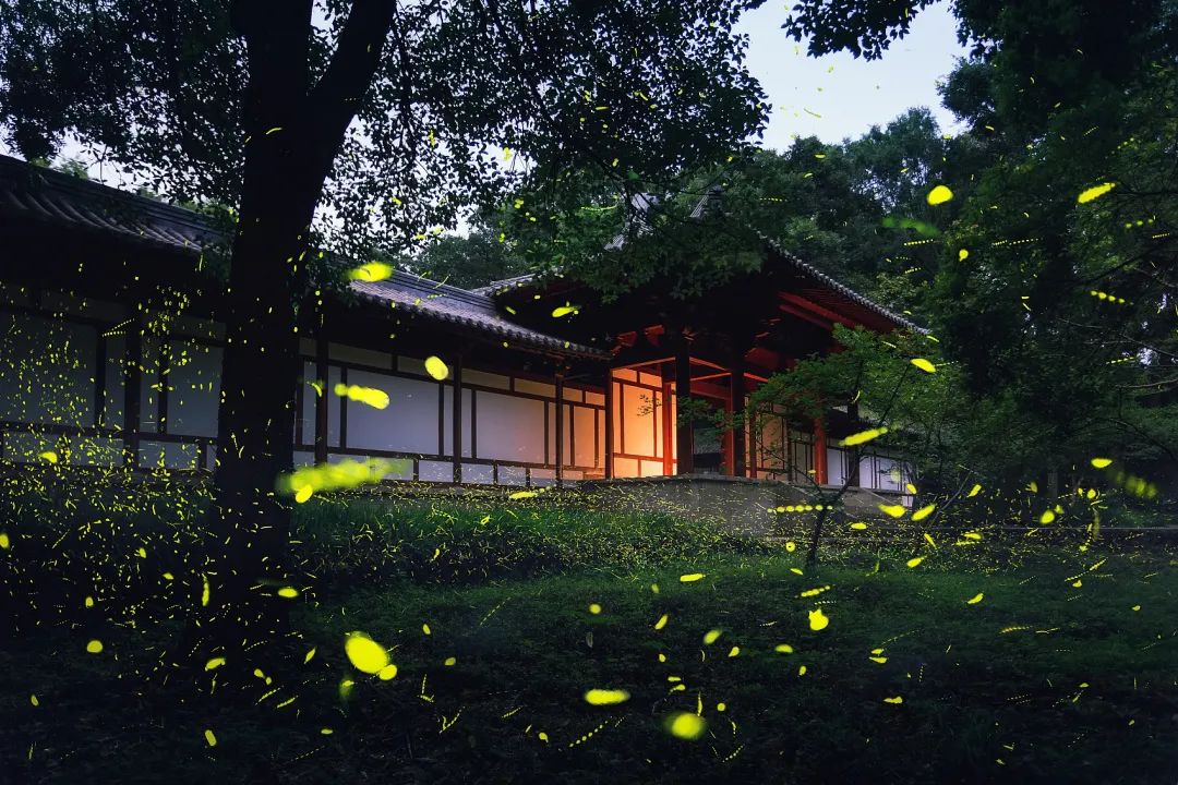 夏日萤火虫的夜晚,夏天萤火虫的夜景
