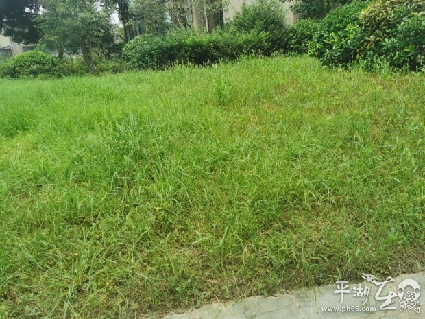 杂草丛生物业清理,小区杂草丛生物业不管怎么办