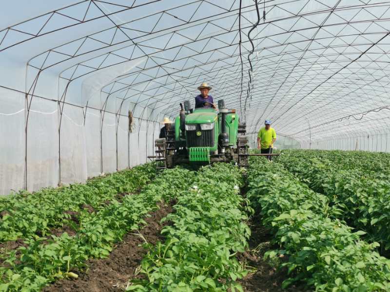 内蒙古马铃薯种植成本与利润,黑龙江省马铃薯种植面积