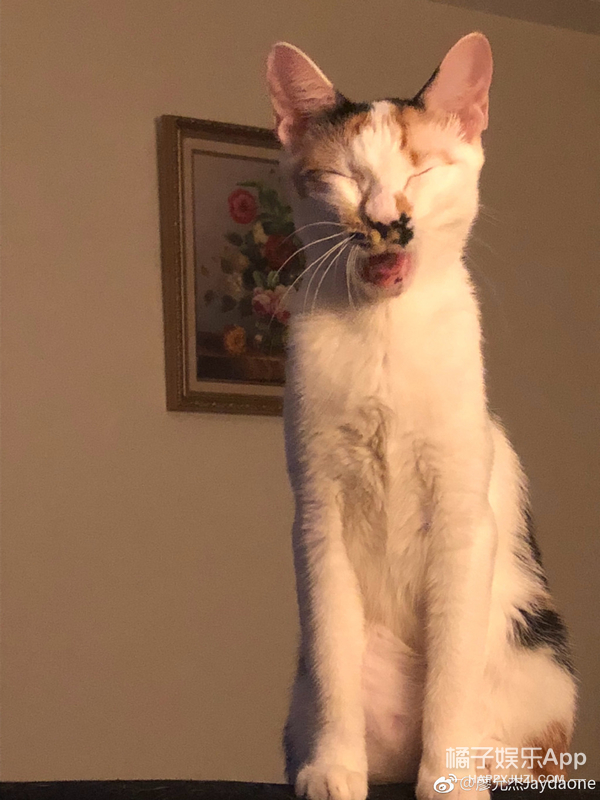 黑糖玛奇朵小杰,黑糖玛奇朵小杰威廉