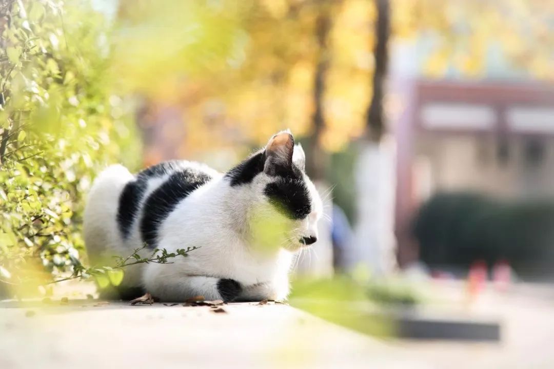你好这里是成都翻译英文,你知道武汉商学院么