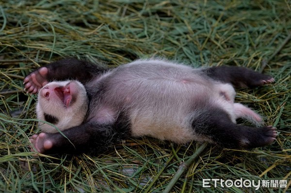 圆仔妹「闭眼」都能找到乳头！　喝奶露幸福萌样保育员好欣慰