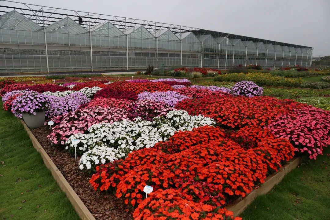 崇明岛比赛直播,上海崇明赛事视频