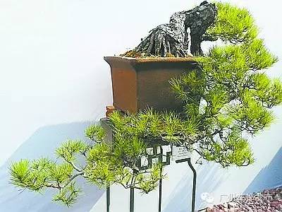 花都这些村超级棒!快来助力!