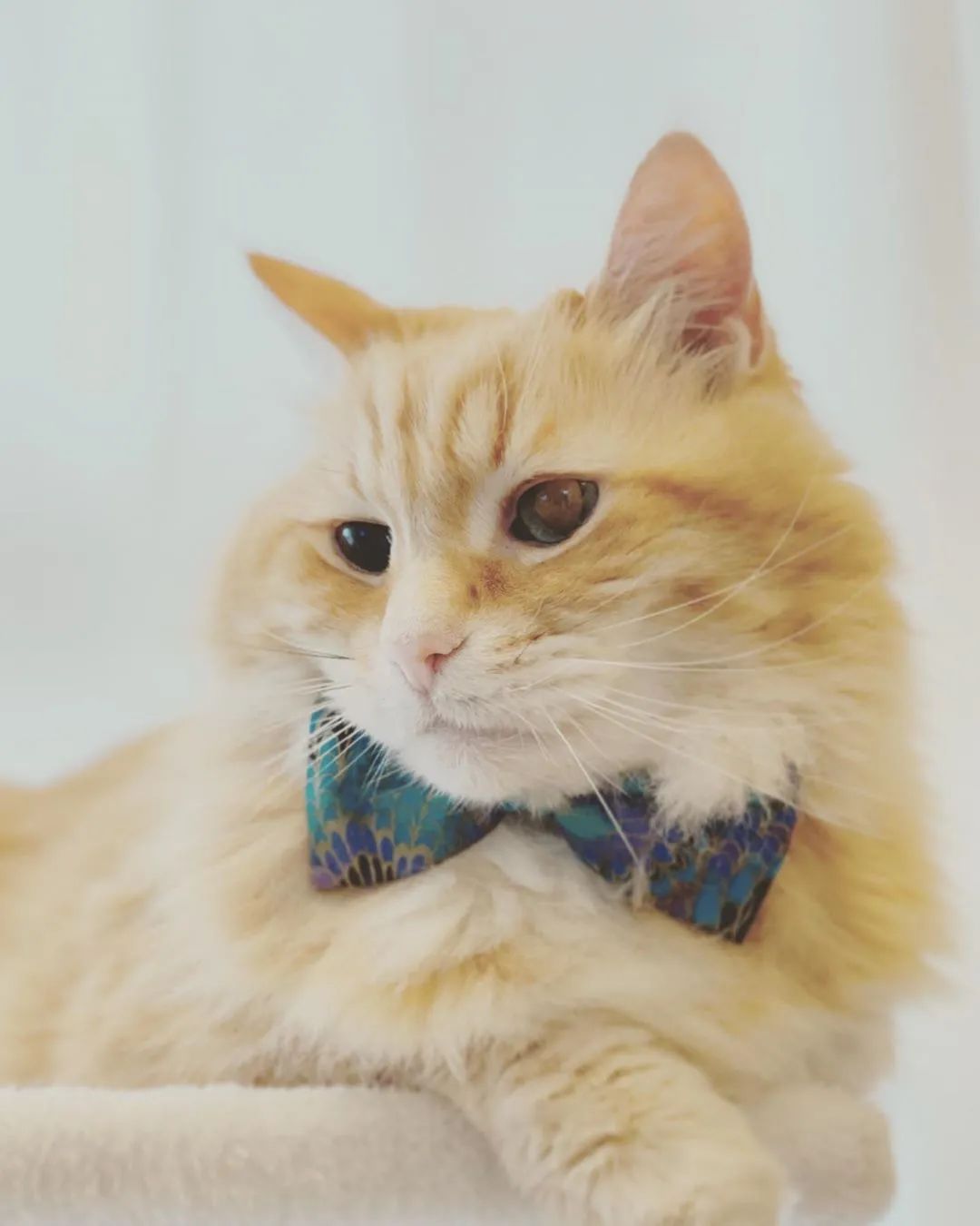 云养猫的品牌有哪些,云养猫设计品牌