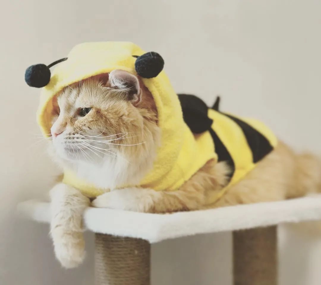 云养猫的品牌有哪些,云养猫设计品牌