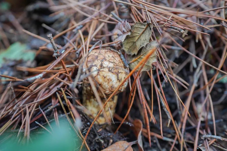 松茸比普通菌类贵多少,最好的松茸是哪里的