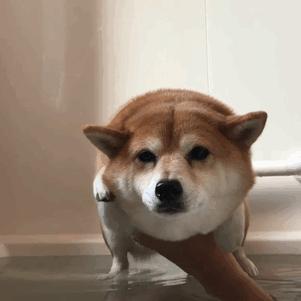 狗狗过敏会出现什么症状吃什么药,狗狗皮肤过敏的症状和治疗方法