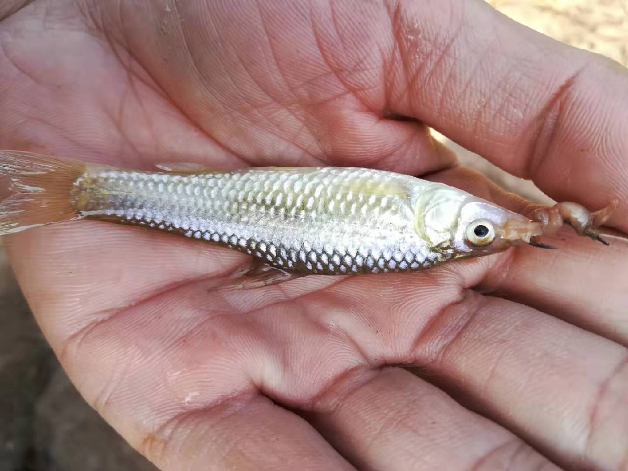 避免小杂鱼闹窝最好的办法,如何避免小杂鱼闹窝