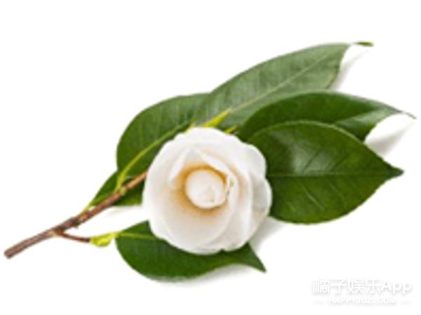 ipsa茵芙莎有什么效果,ipsa茵芙莎流金水使用顺序