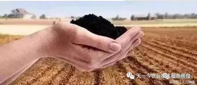 枯草芽孢杆菌对哪些抗生素有效,枯草芽孢杆菌能和杀虫药同用吗