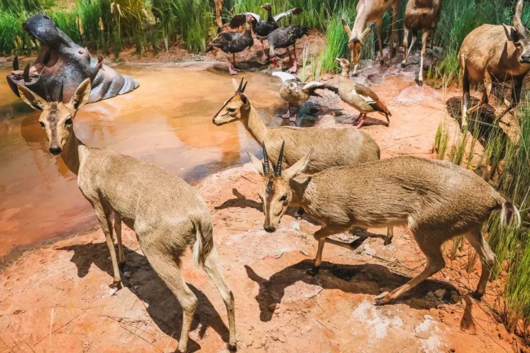 成都免费游玩景点推荐,成都景点免费门票一览表