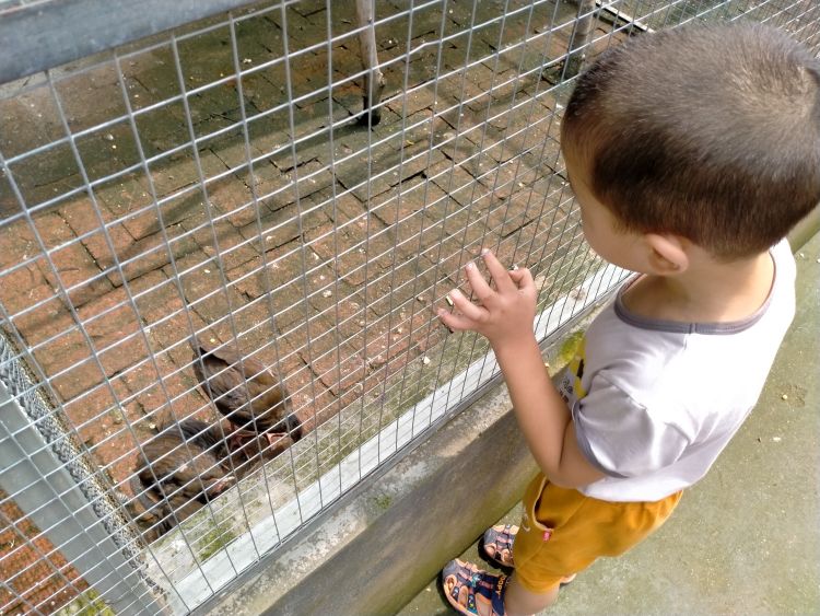 环境变好鸟变多小鸟受伤怪疼人碰到这种事咋办?