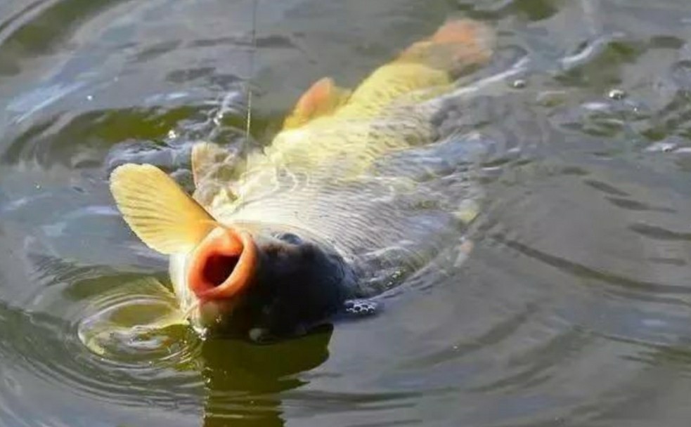 调钓如何快速掌握鱼钩的重量,钓鱼怎么可以增加鱼钩的粘钩性