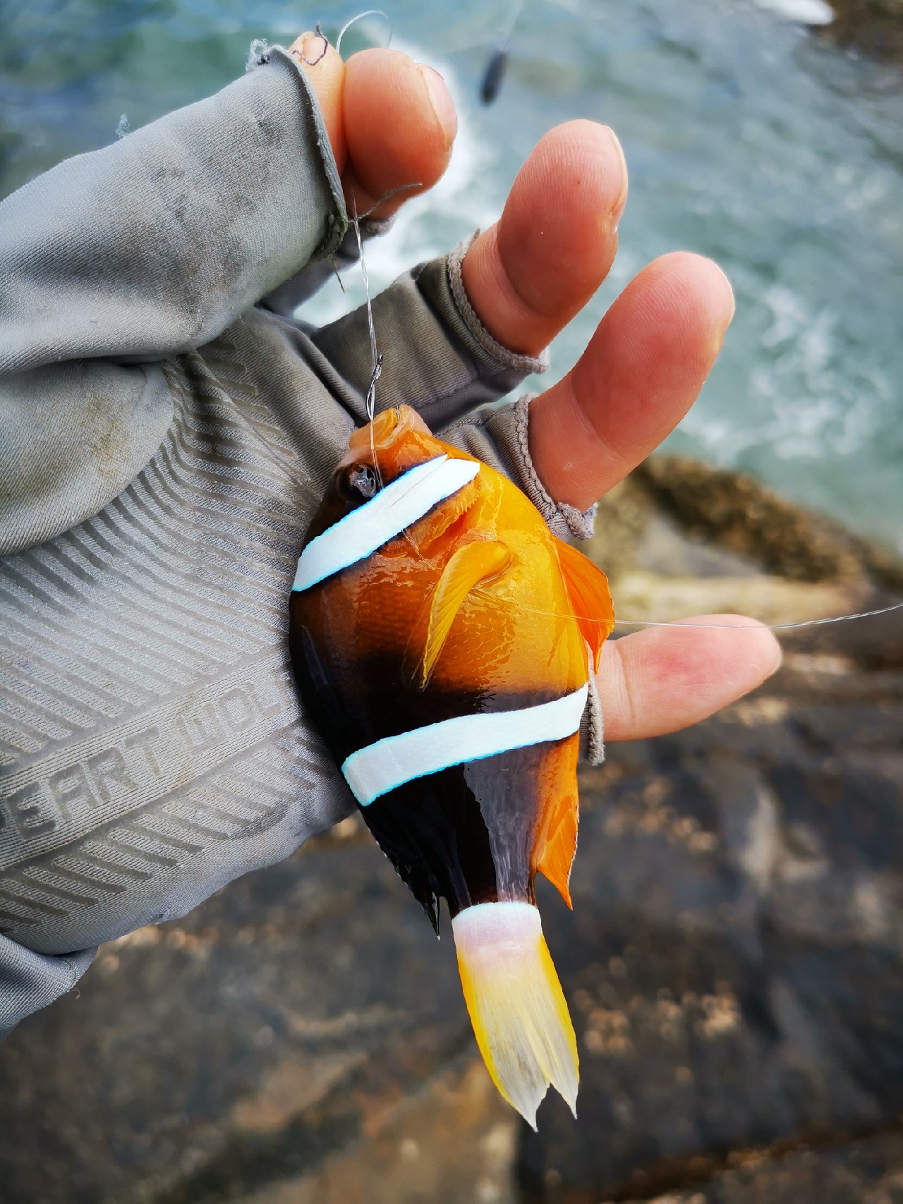 游姿优美的观赏鱼,木兰花乡风景区钓鱼