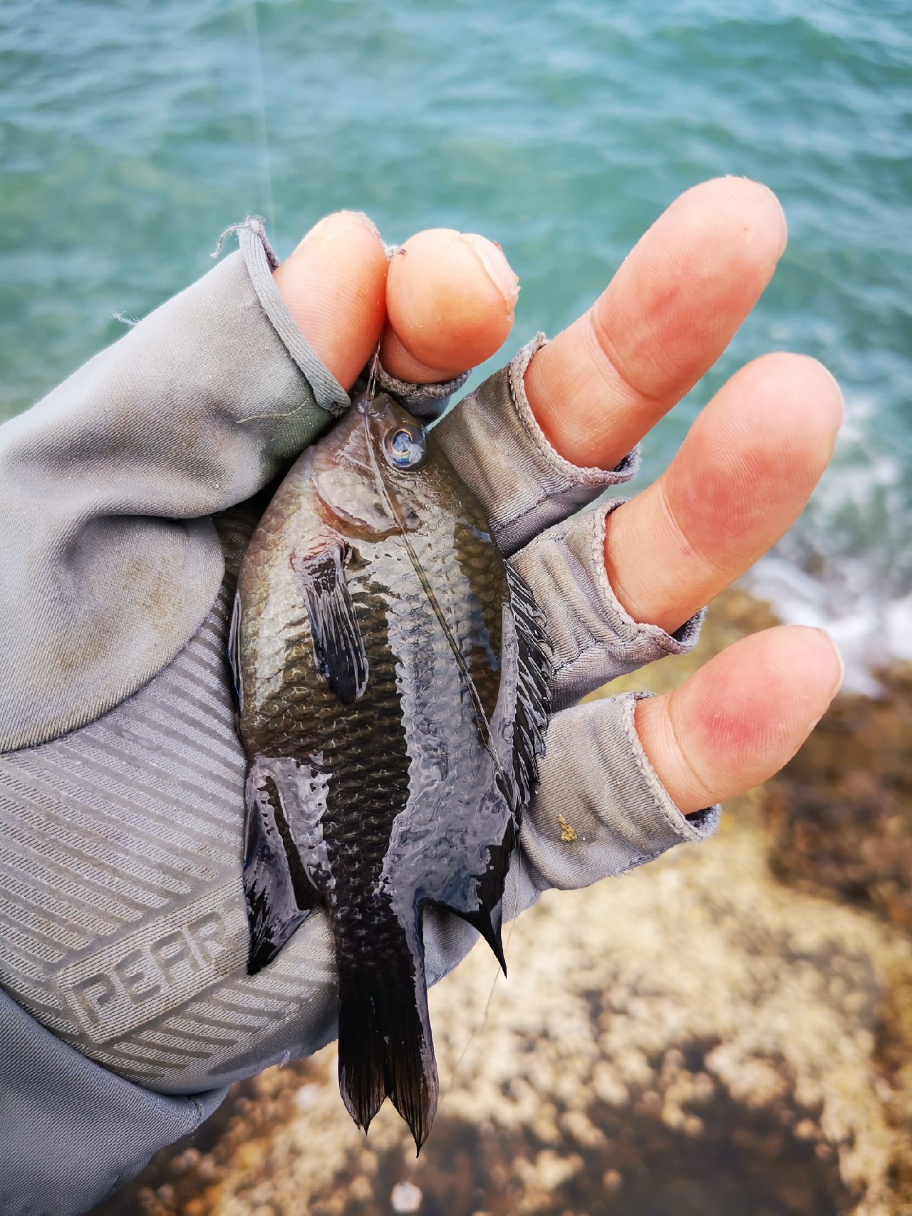游姿优美的观赏鱼,木兰花乡风景区钓鱼
