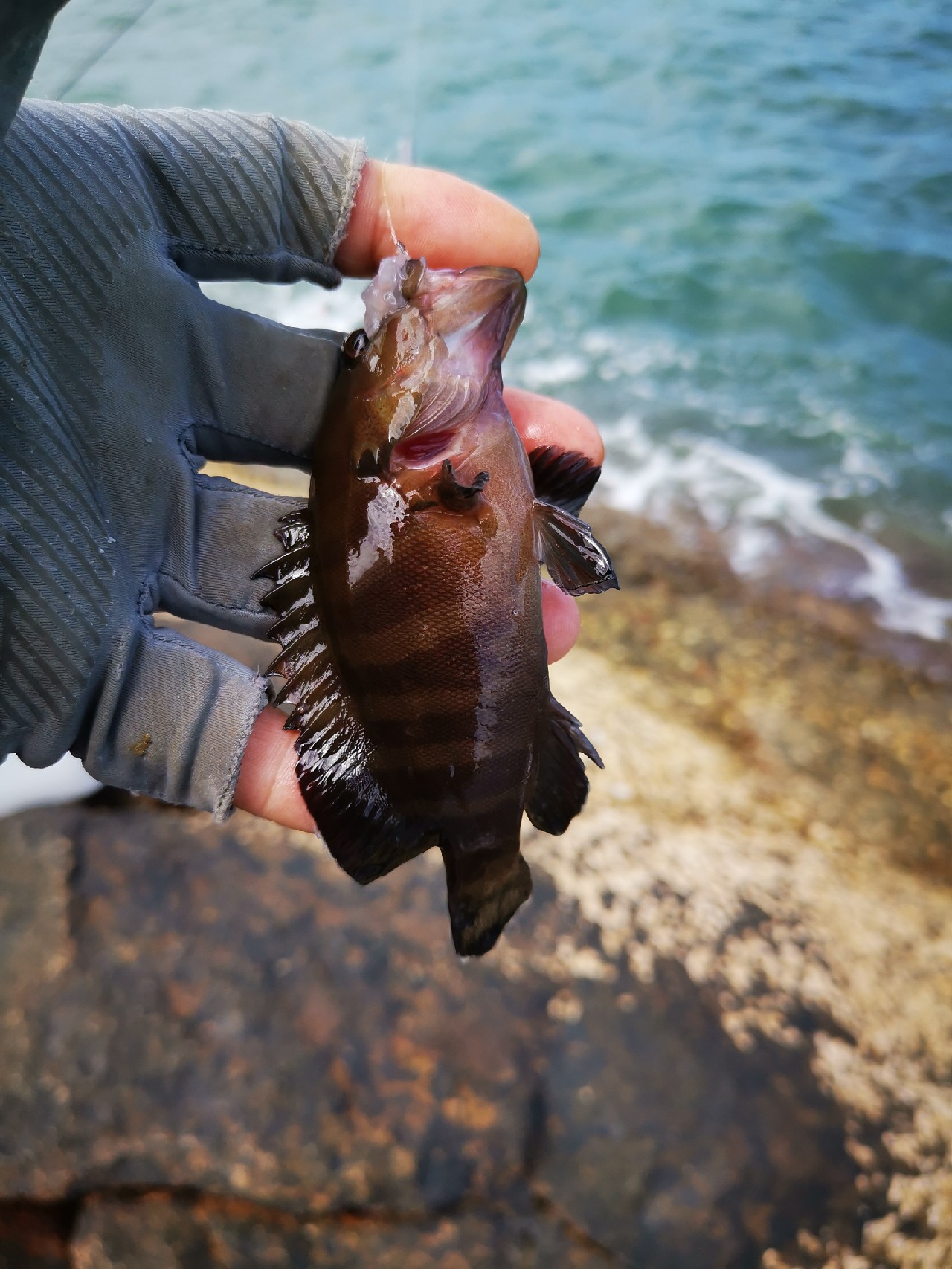 去小河边野采非常好看的观赏鱼,漂亮的观赏鱼美景