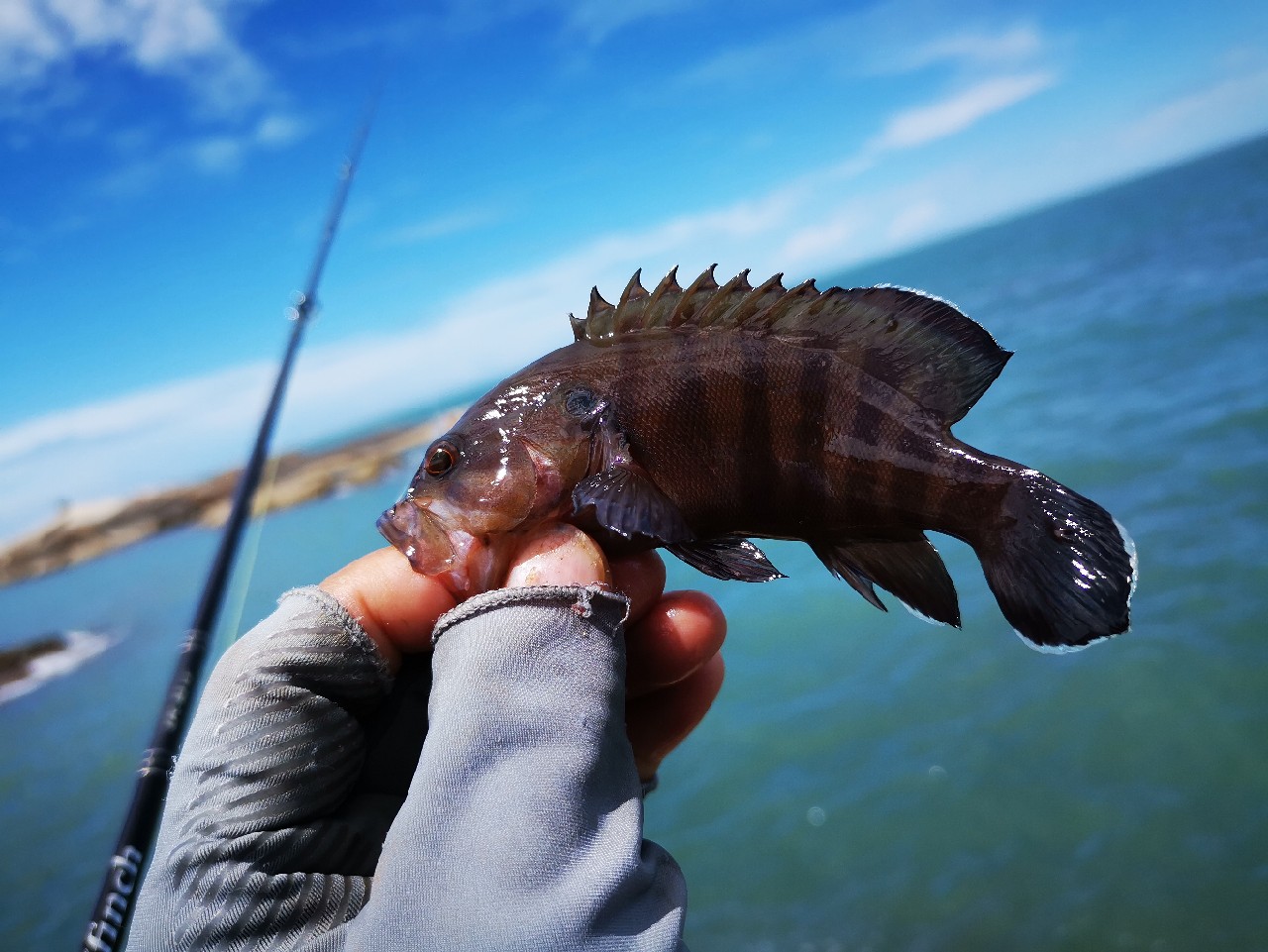 游姿优美的观赏鱼,木兰花乡风景区钓鱼
