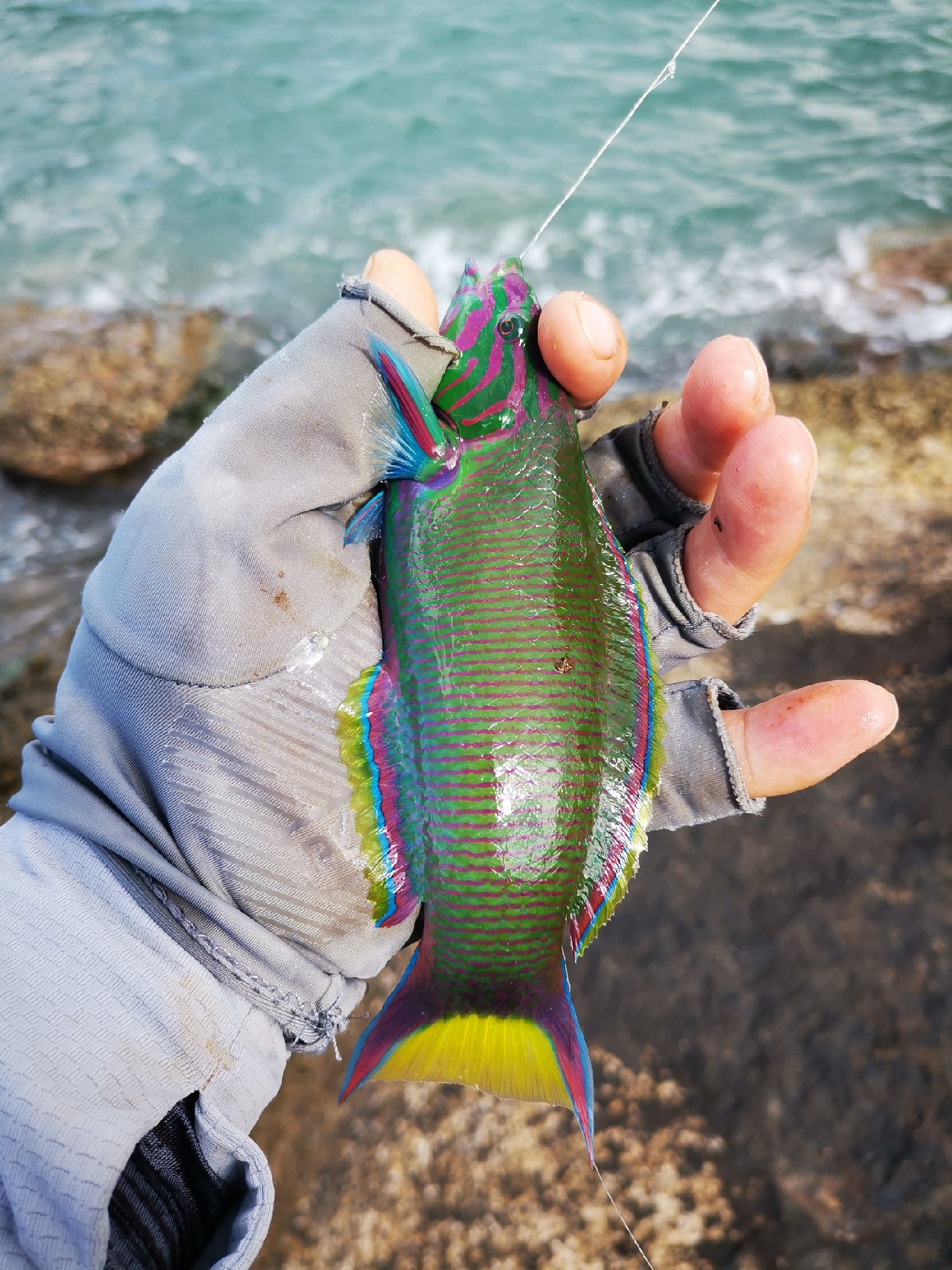 去小河边野采非常好看的观赏鱼,漂亮的观赏鱼美景