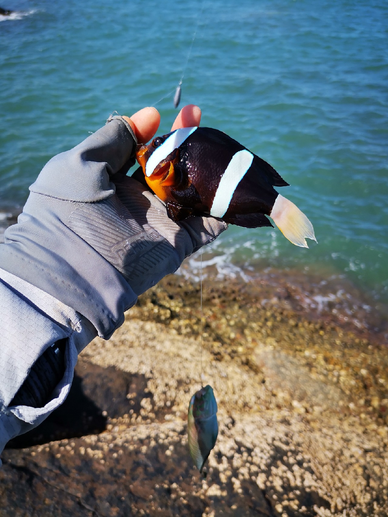 游姿优美的观赏鱼,木兰花乡风景区钓鱼