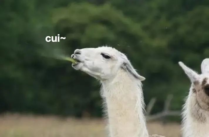 羊驼又叫什么神兽,羊驼为什么会排在十大神兽里