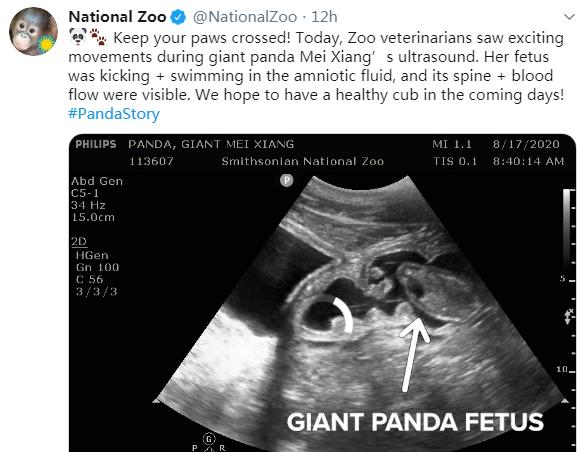 旅美雌性大熊猫宝宝近况,22岁高龄旅美大熊猫顺利产仔