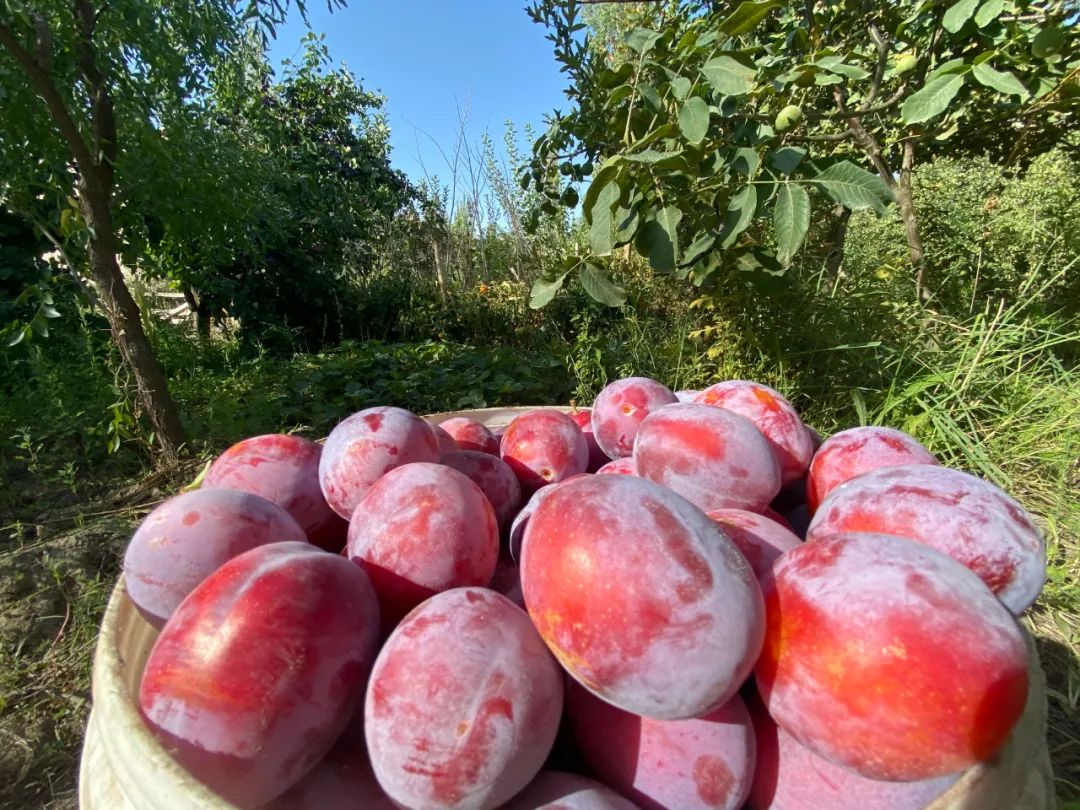 【走向我们的小康生活】小小西梅园铺就致富路