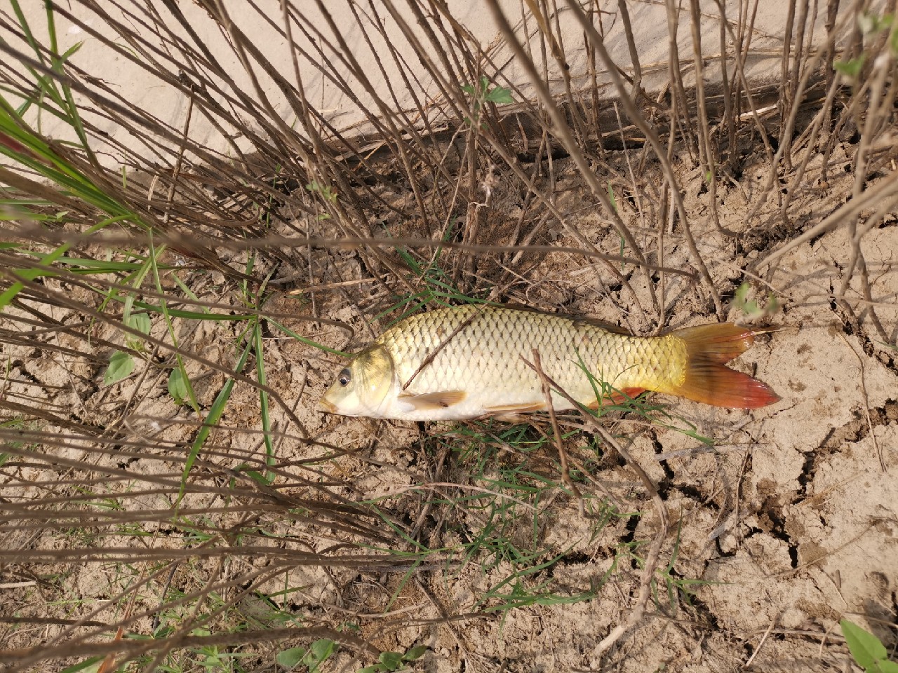 顶着30度的高温,顶着40度的高温钓鲢鳙