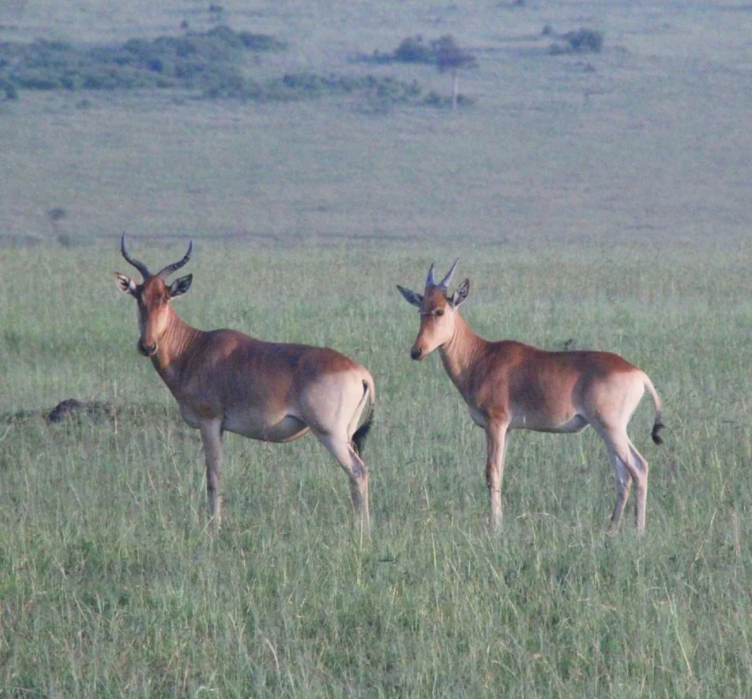 “*窥偷**”网红动物的生活，理解和分享一种离人群最远、离星空最近的喜悦|此刻夜读
