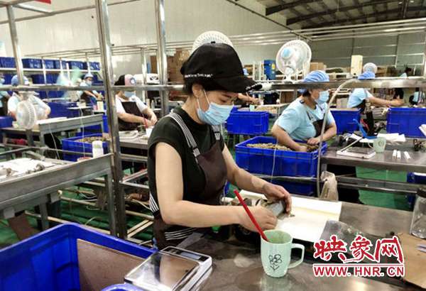 汤阴:“百草之王”名不虚传千年仙艾香飘万里