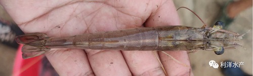 对虾白便的原因和治疗方法,对虾浮便防控措施